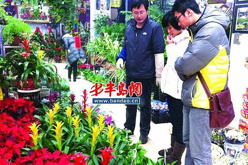 青岛绿色花卉销售火爆 鲜花价格涨幅未定